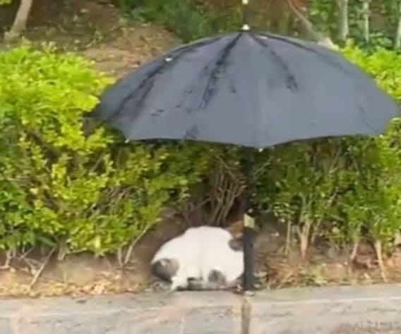 浪貓「全濕狂抖」路邊縮成一團　暖心男大生雨中「替浪貓撐傘」